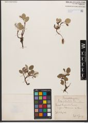 Foto von Salix reticulata L.